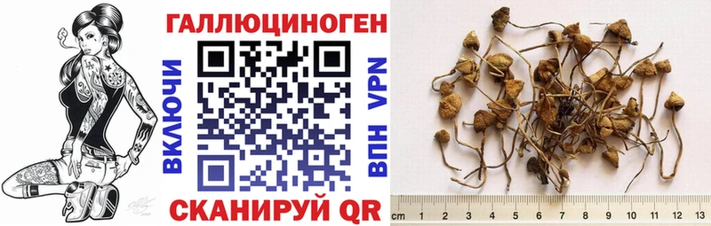 купить закладку Борзя Галлюциногенные грибы Psilocybine cubensis